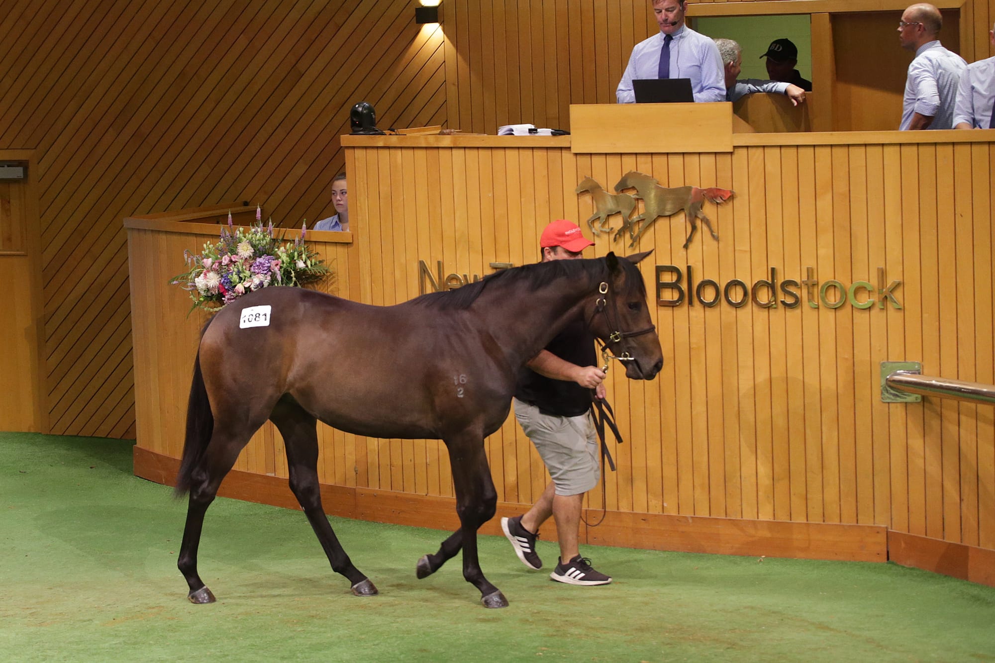 Lot 1081, a filly by Ancient Spirit