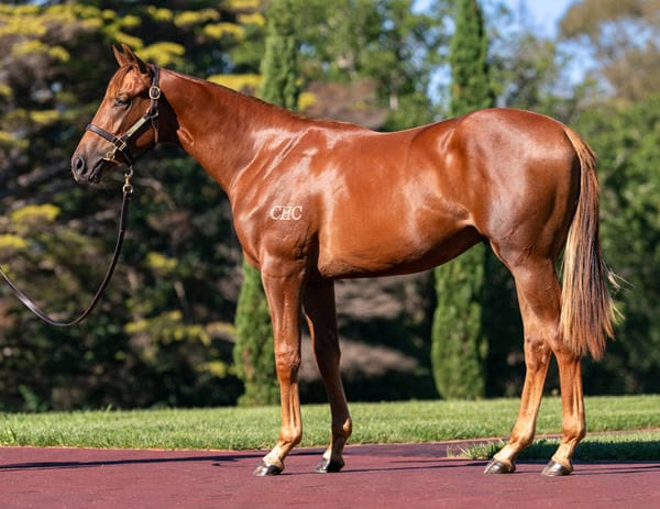 Extreme Choice colt out of Brisk