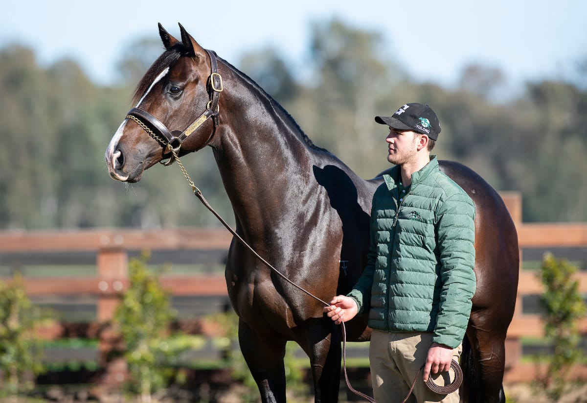 Yulong stallion Grunt.