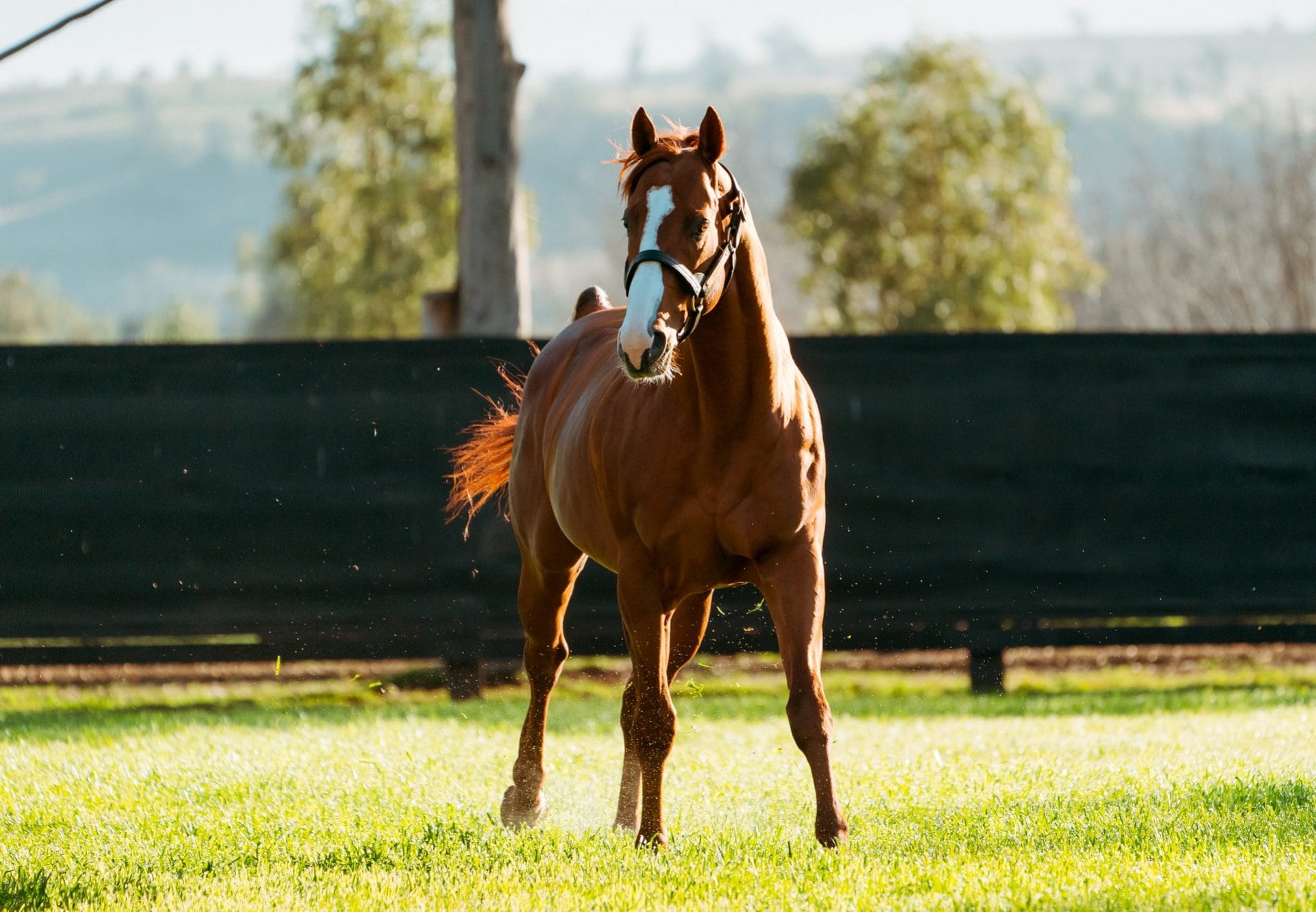 Justify at Coolmore
