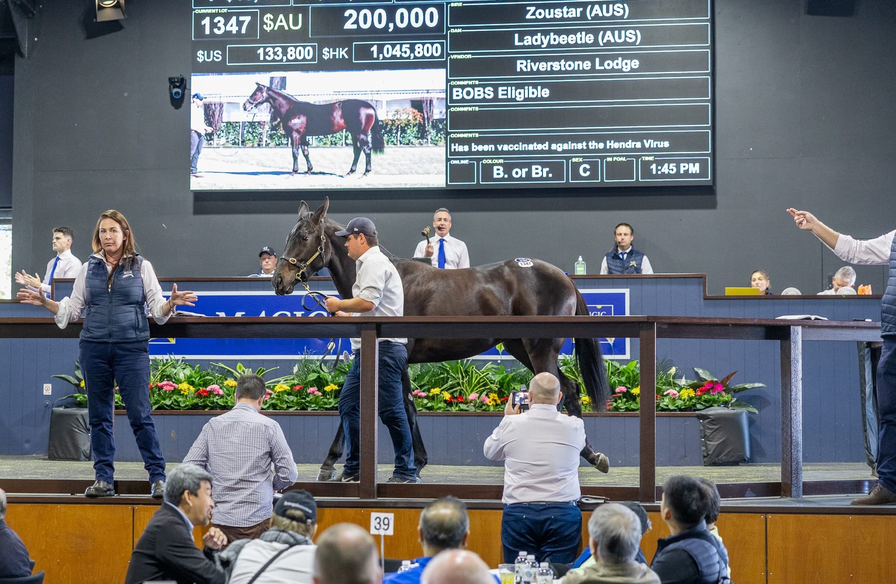 The Zoustar colt out of Ladybeetle (Photo: Magic Millions)