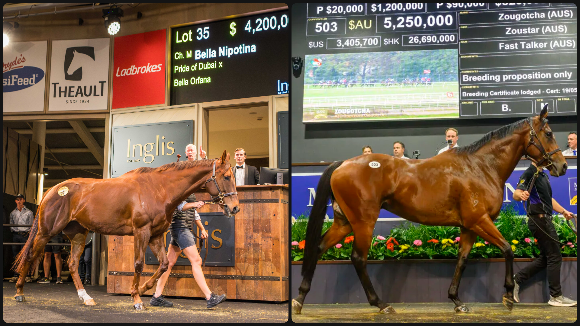 Bella Nipotina and Zougotcha