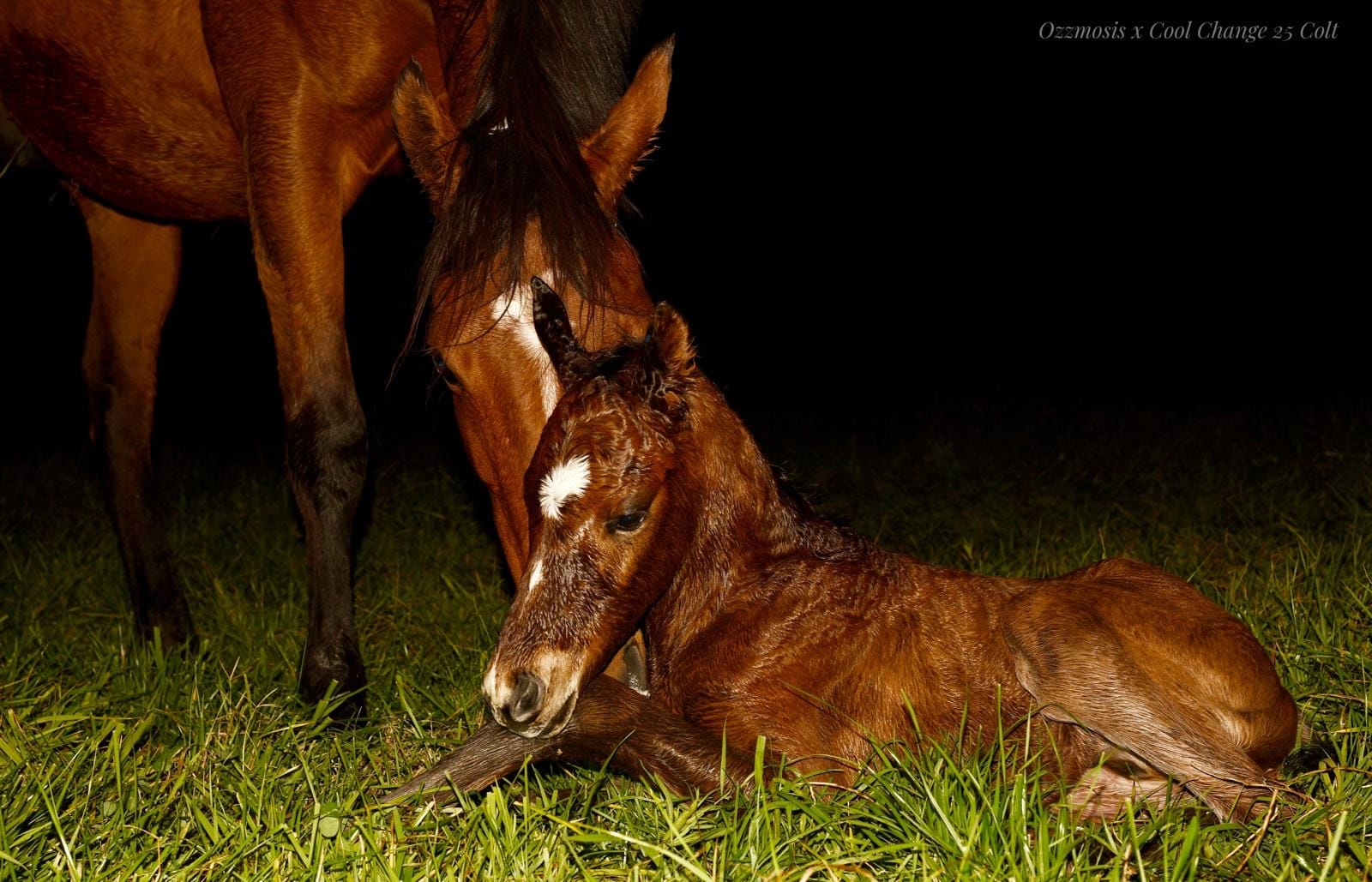 Ozzmosis' first foal