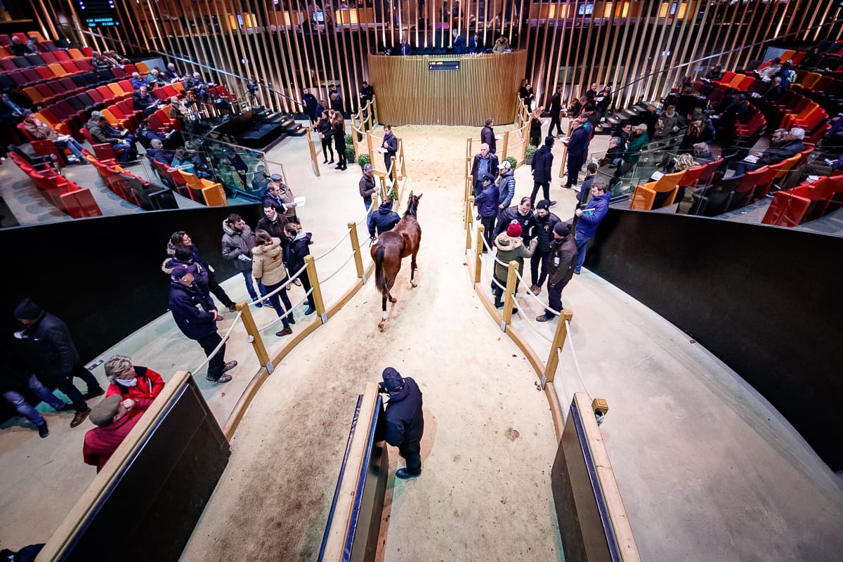 Arqana's August Sale 