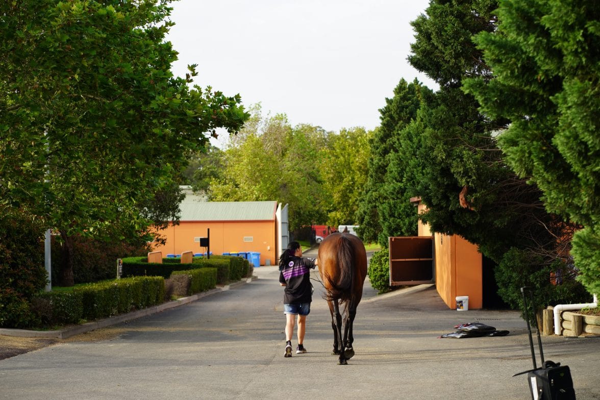 Rosehill stables