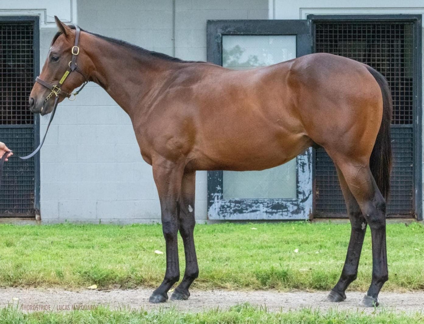 The colt by Life Is Good out of Australian-bred Oleksandra