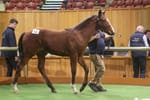 Straight Shorts - Thursday June 26 - Per Incanto colt tops NZ weanling sale, Everest slot for Mulberry Racing, Lane in WA Hall of Fame recognition, betting tax shortfall for ACT