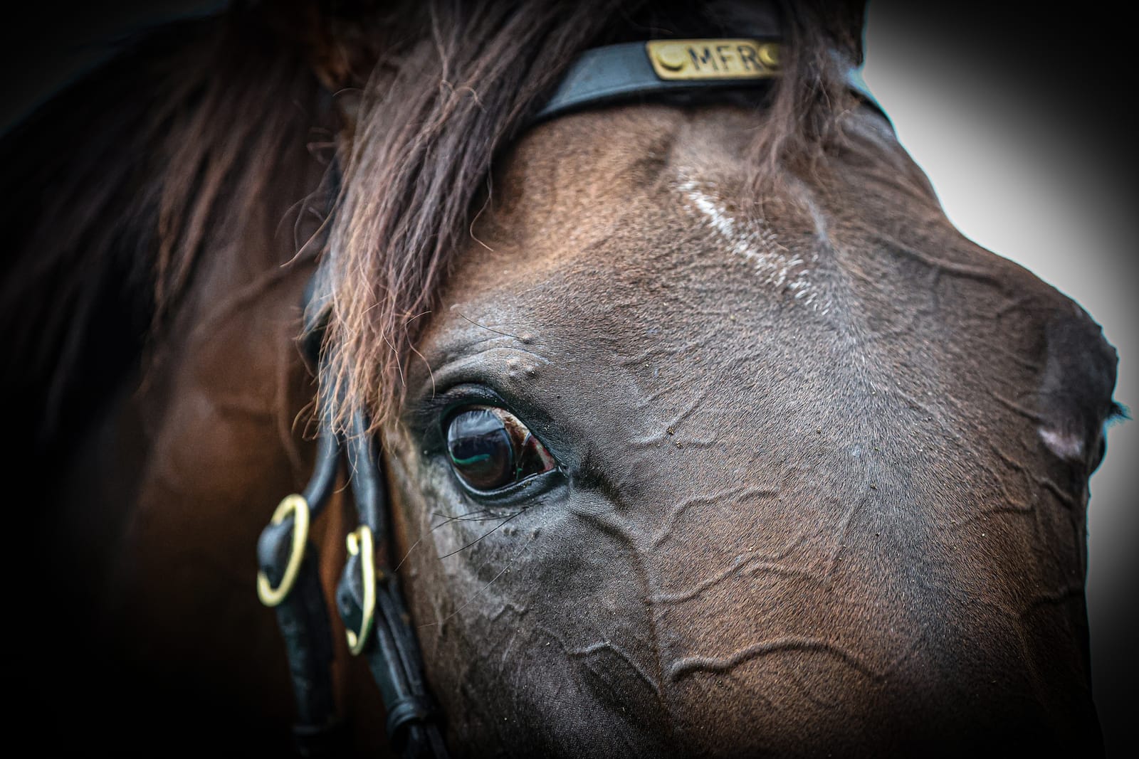 Another filly made to fit the Golden Slipper for Emirates Park