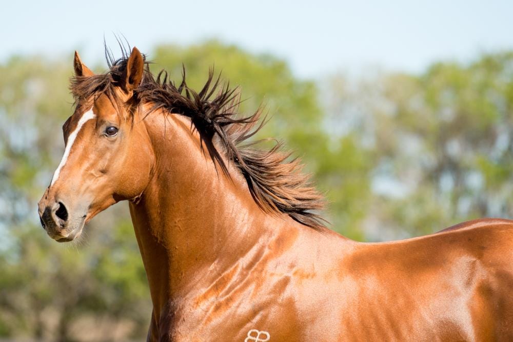 'One of the rarest there's ever been' – The stat that gives Henry Field the confidence to stand Extreme Choice for an equal Australian record fee