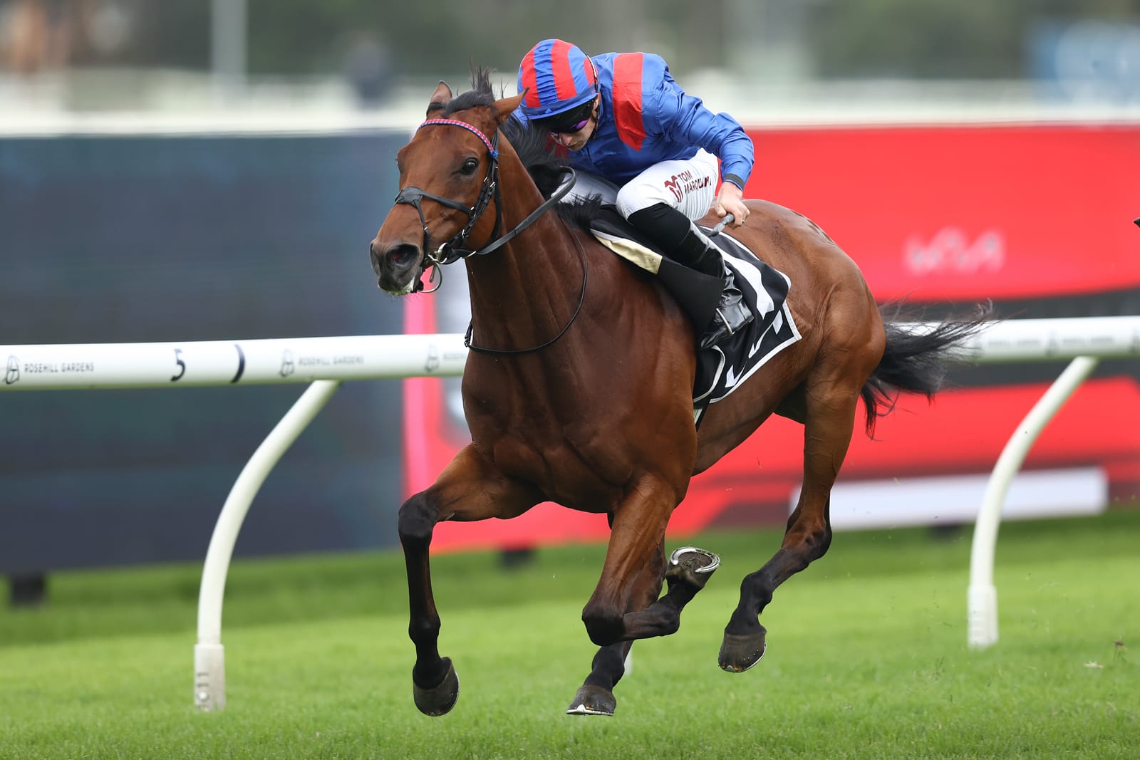 Straight Shorts - Tuesday April 1 - Dubai takes Tancred Honour, Ceolwulf primed for QE, big fine for Colossalbet, Jokers Grin earns Quokka slot