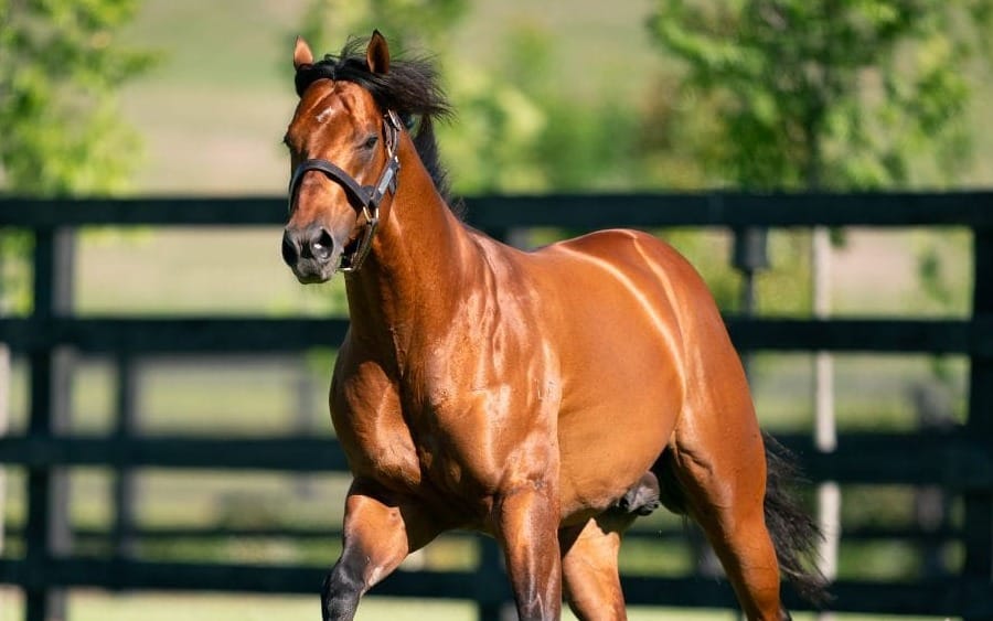 Fee rise for Kia Ora's Farnan