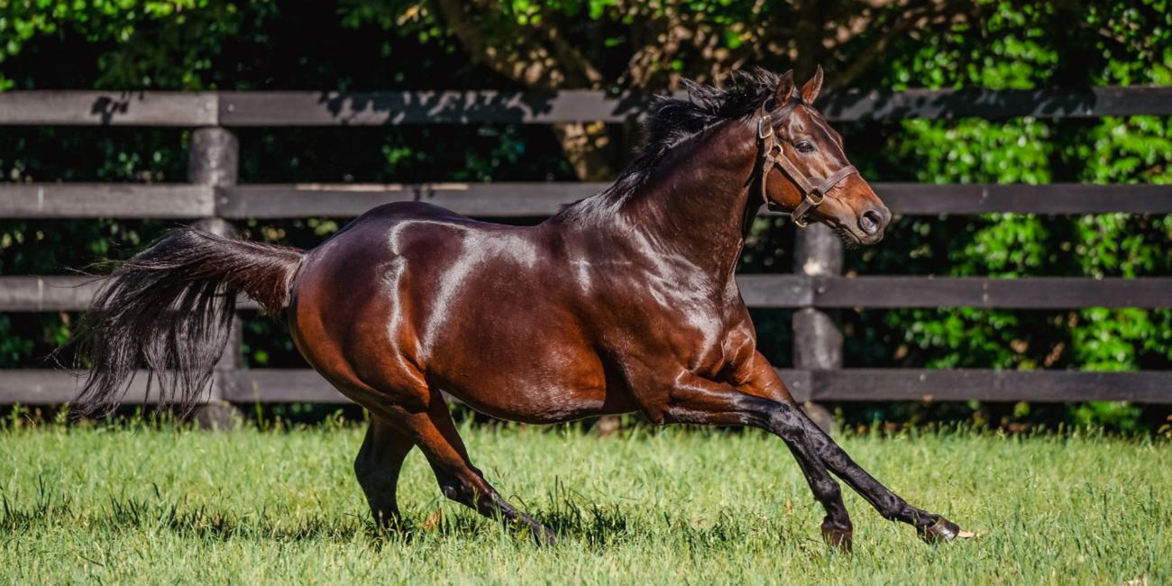 'The hottest stallion in the world right now' - Why Too Darn Hot's return means so much for Godolphin in Australia