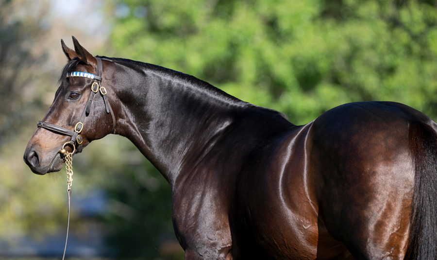 Straight Shorts - Tuesday April 8 - Too Darn Hot returns, Declan Maher on the move, Leilani Lodge latest, Vinrock on ice and Asfoora's French connection