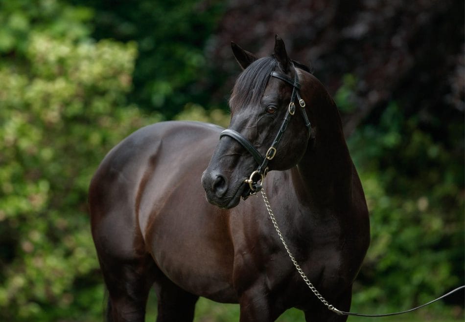 Wootton Bassett returns as Private Life joins Coolmore Australia roster