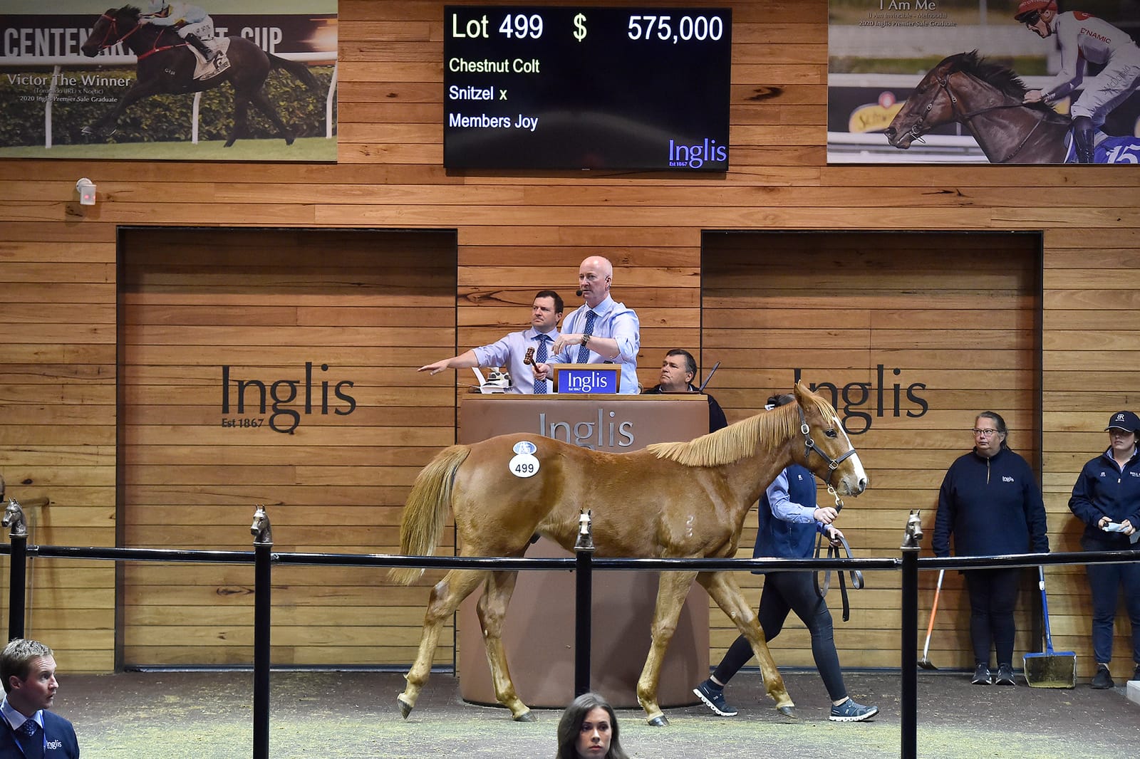 Weanlings the sole focus of Inglis' Great Southern