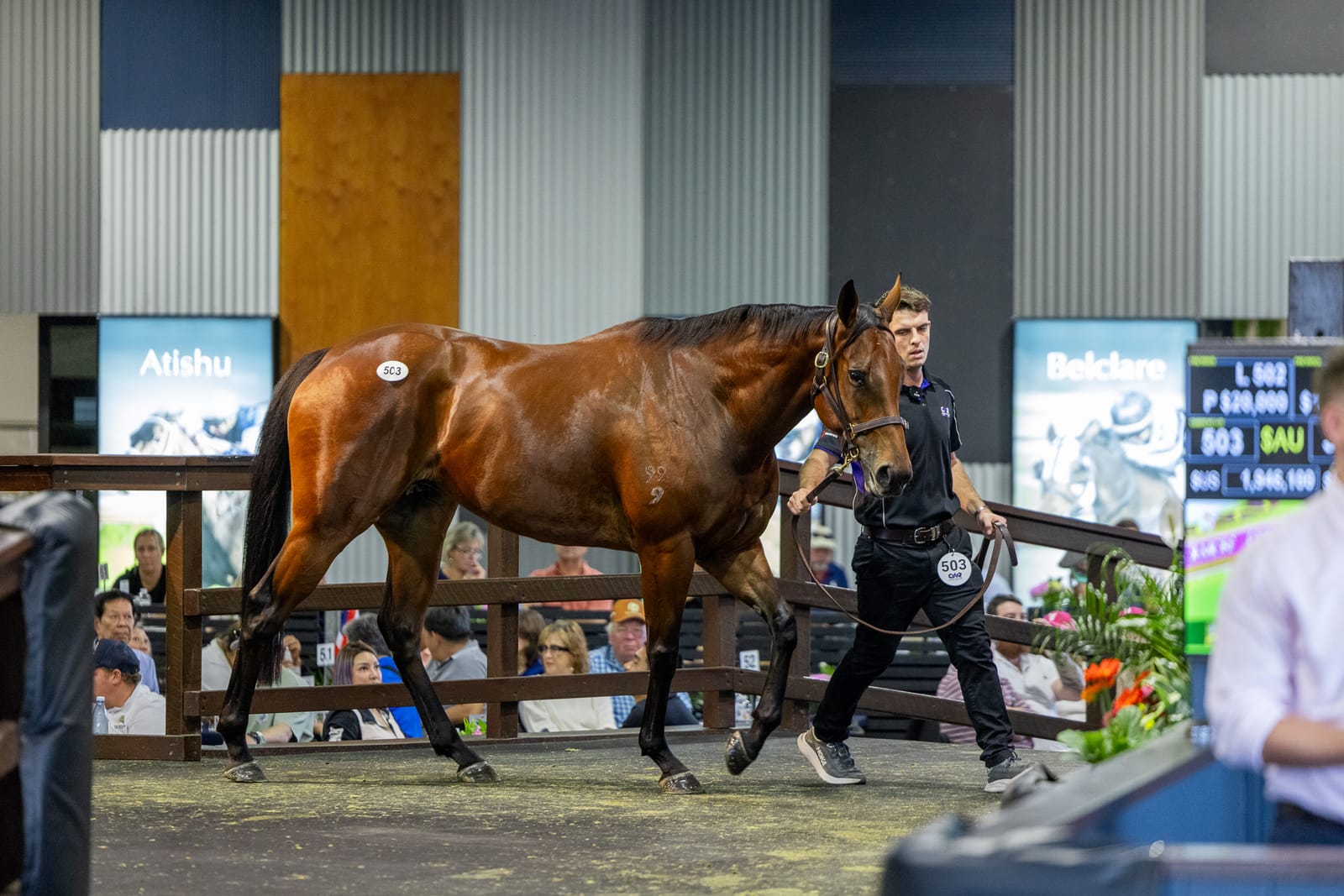 Zou got ya - Magnier gets his mare with a $5.25 million price tag