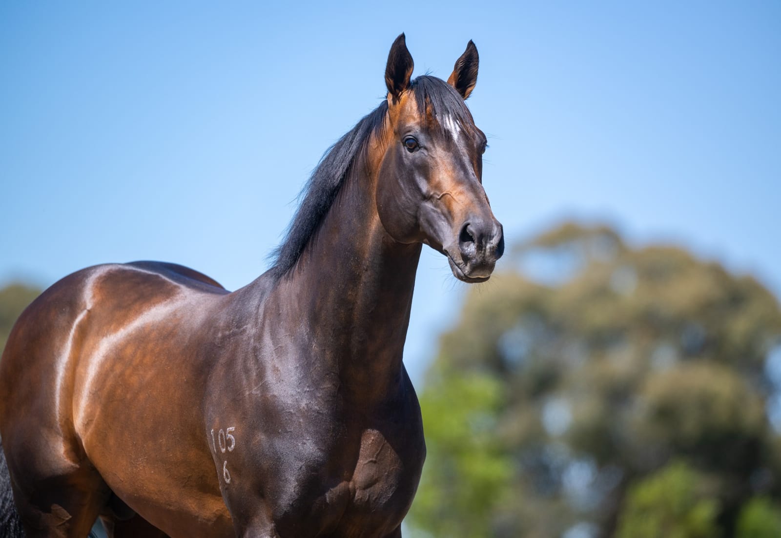 Working overtime – The Australian-based stallions covering to northern hemisphere time