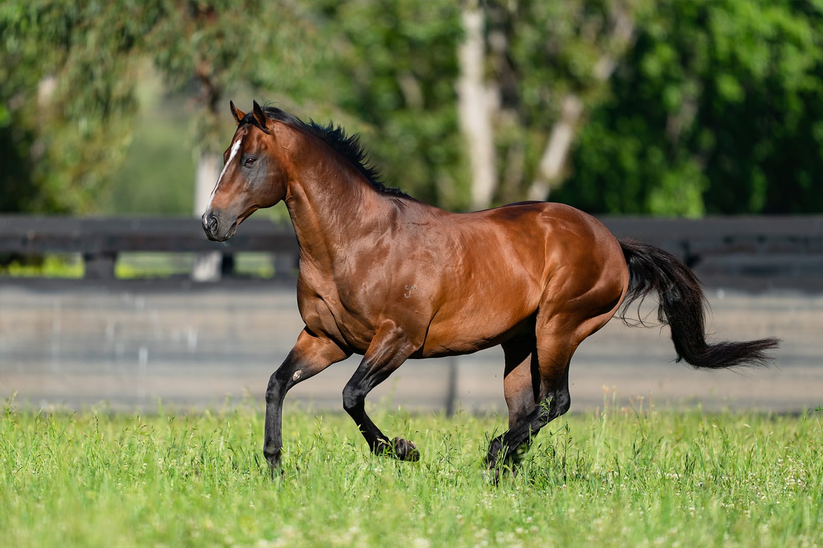 ‘Everyone seems to have benefited from his existence’ - Messara pays tribute to Arrowfield’s champion sire Snitzel