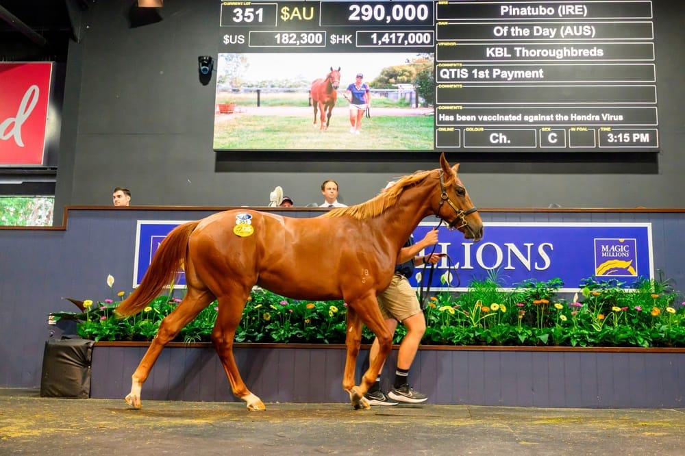 Skipping the Q - Magic Millions’ March Yearling Sale could be opened up to interstate-bred horses