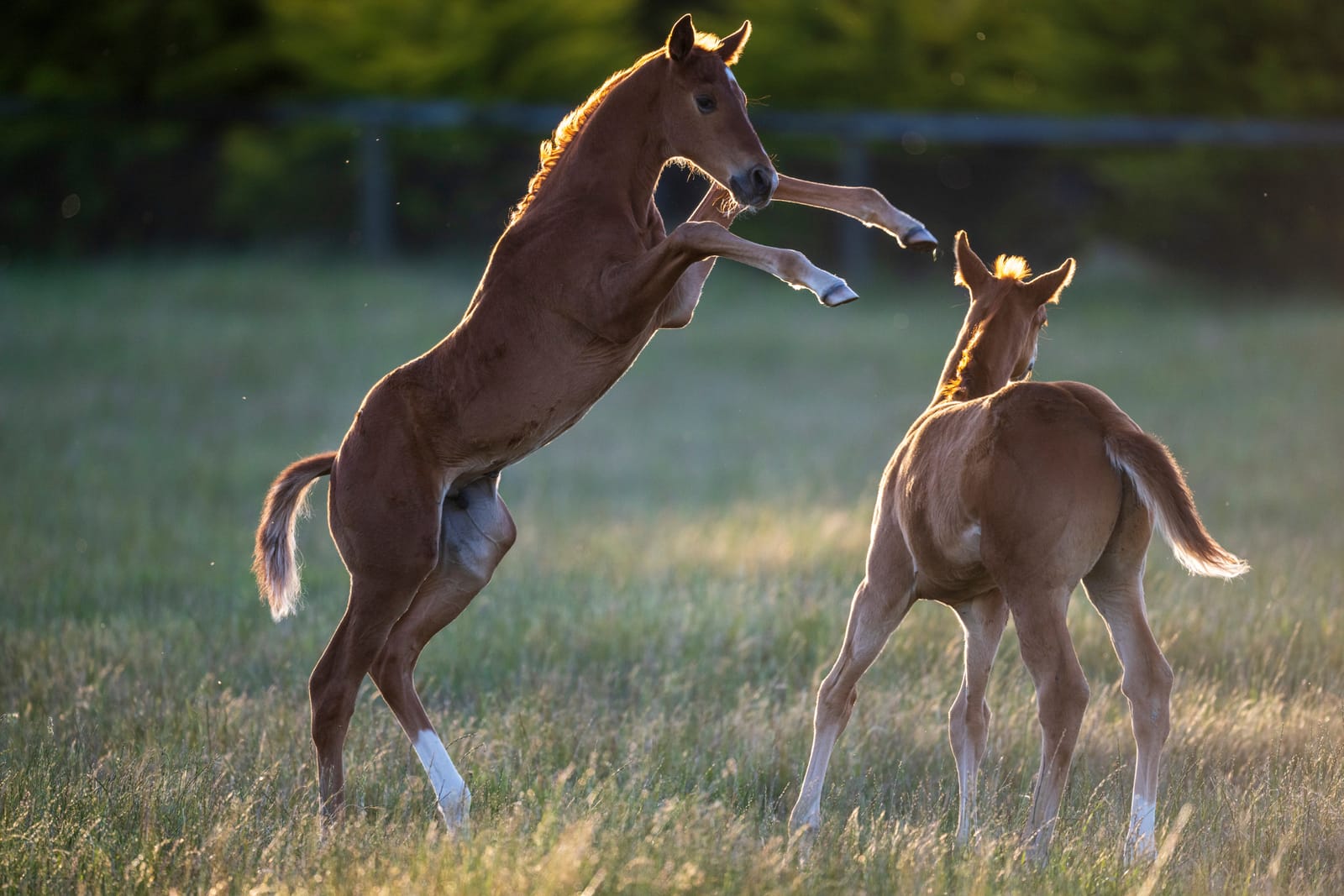 ‘Serious consequence for owners’ - Racing Australia persists with foal compliance crackdown