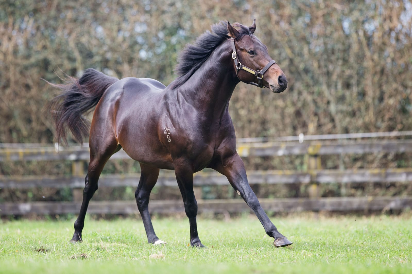 Rich Hill steps in as Challenge Stakes sponsor - NZ Group 1 to be known as Proisir Plate