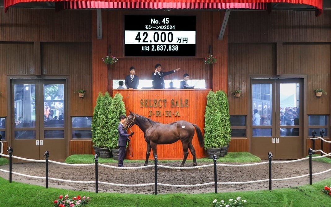 Yankee Rose and Mosheen progeny sought after at Japan Select Sale