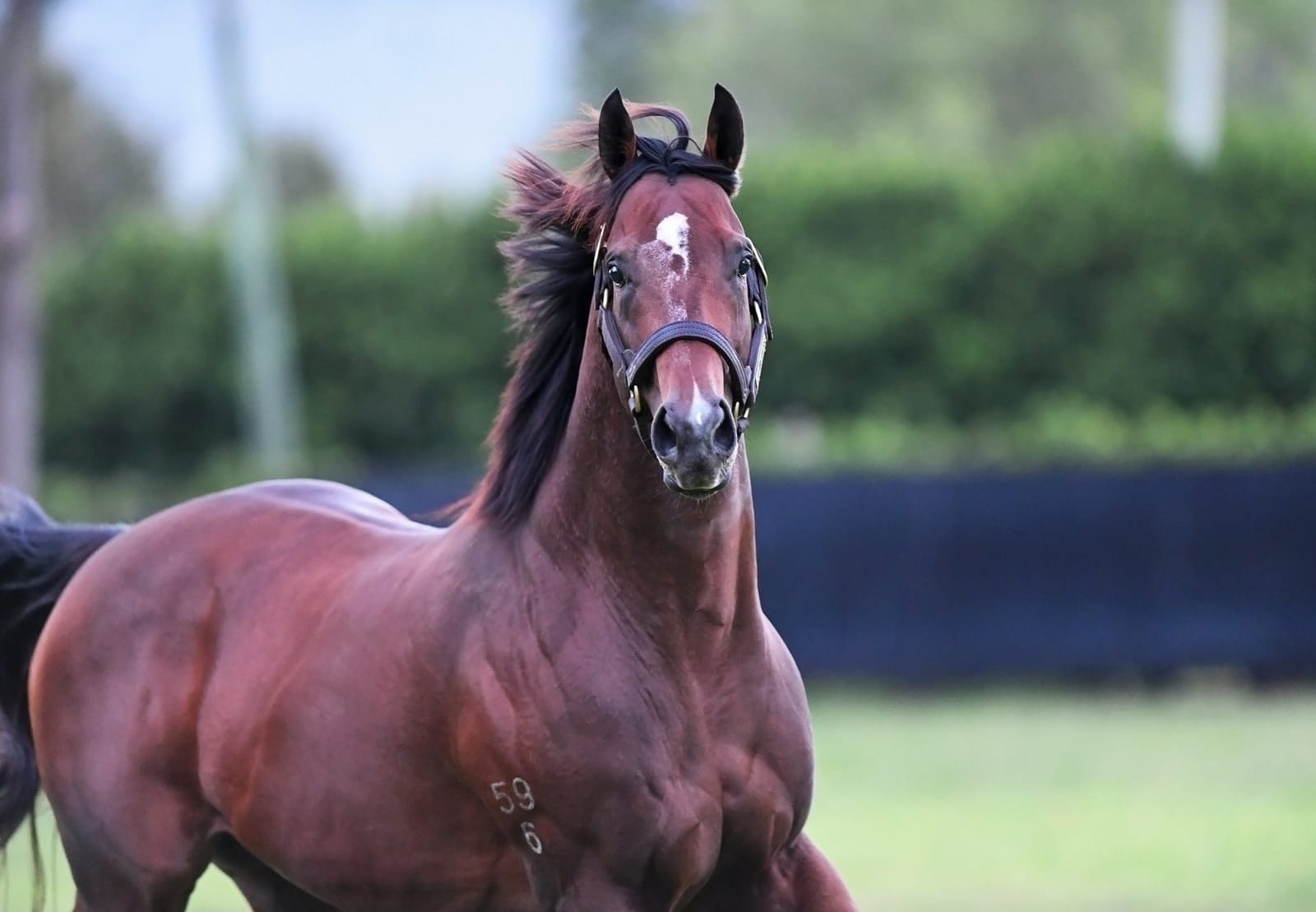 Gooree say Yes Yes Yes to Everest winner