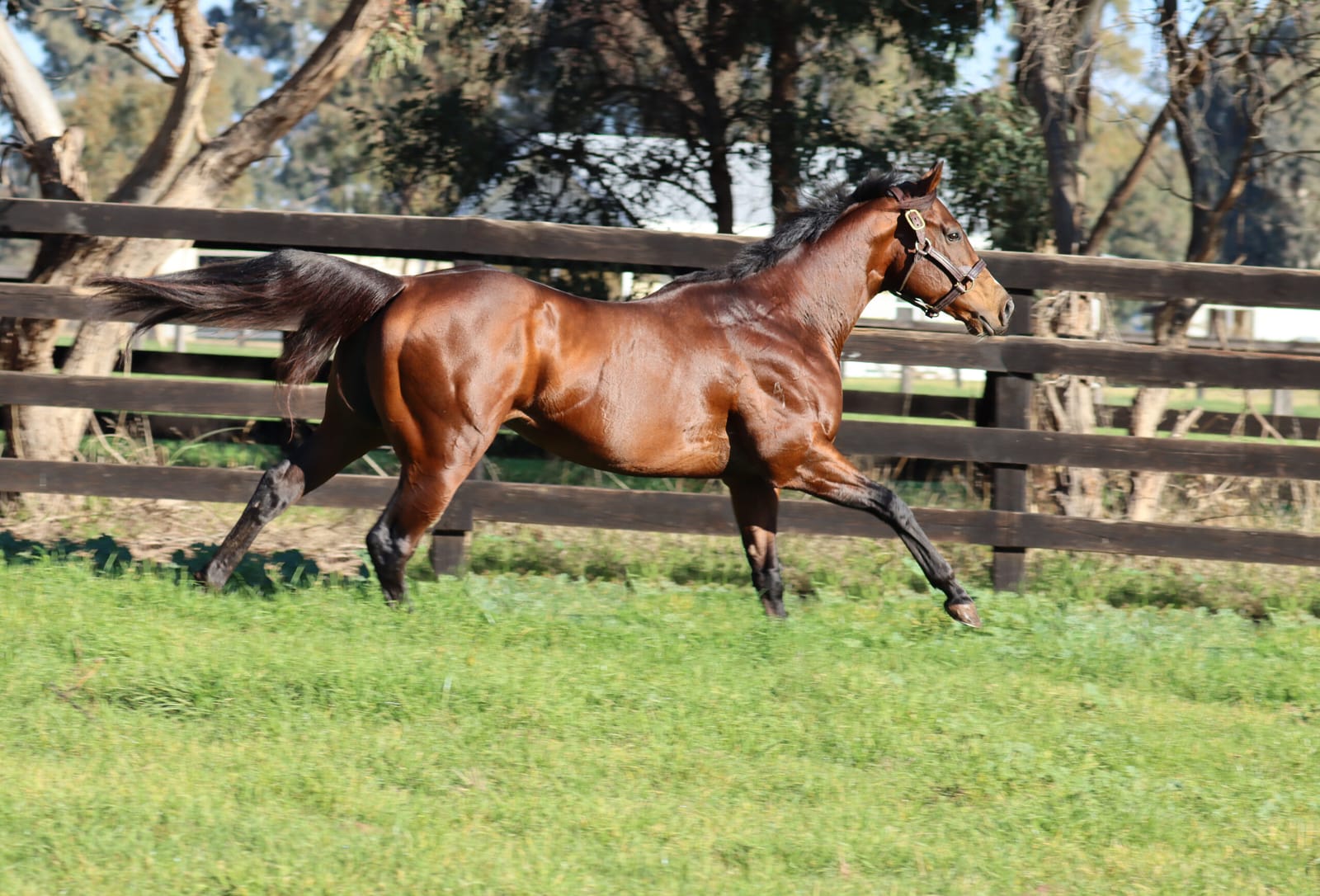 Run The Numbers – A High chance of sire success