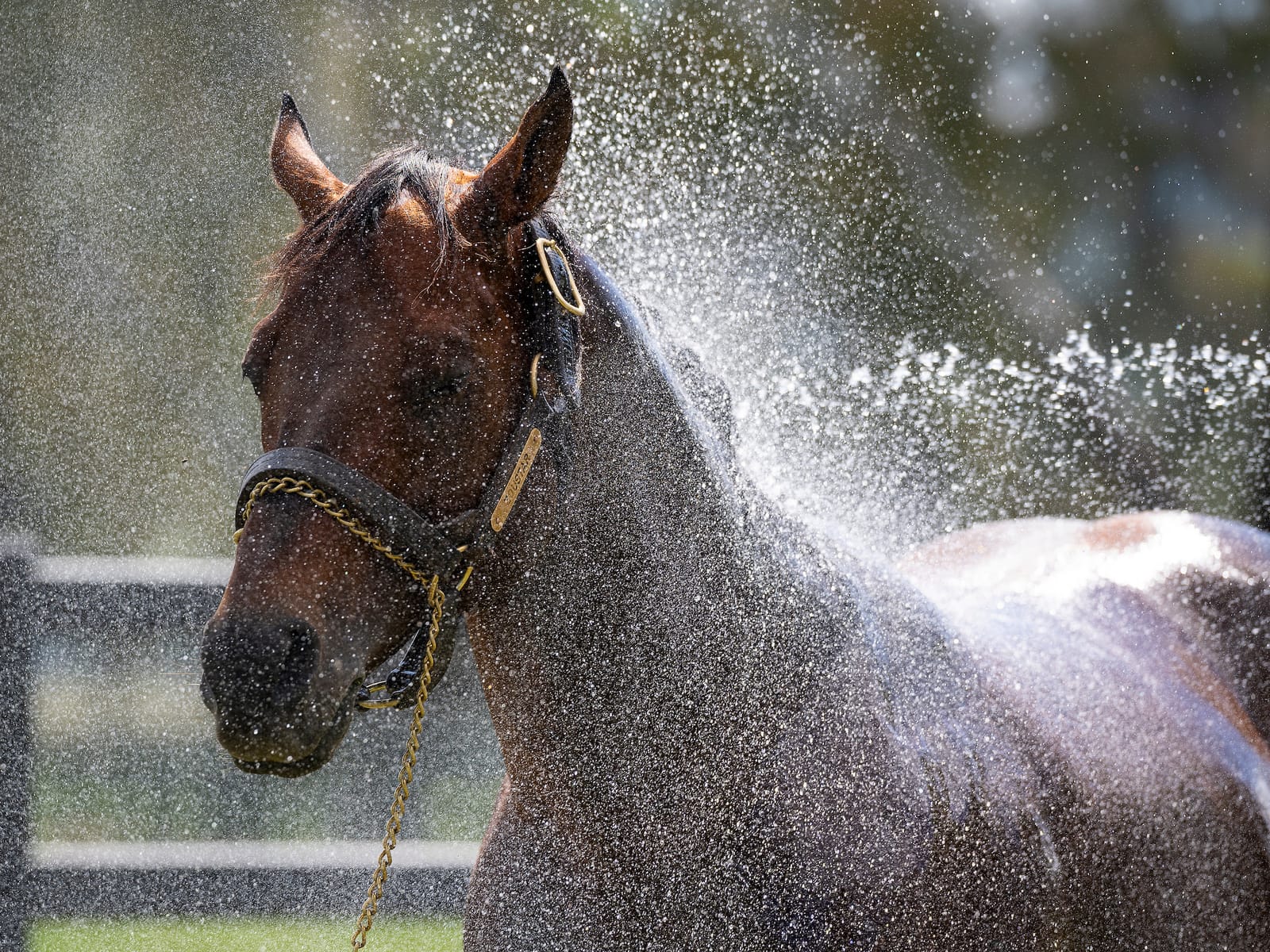 Final 2024/25 Australian Sires Tables