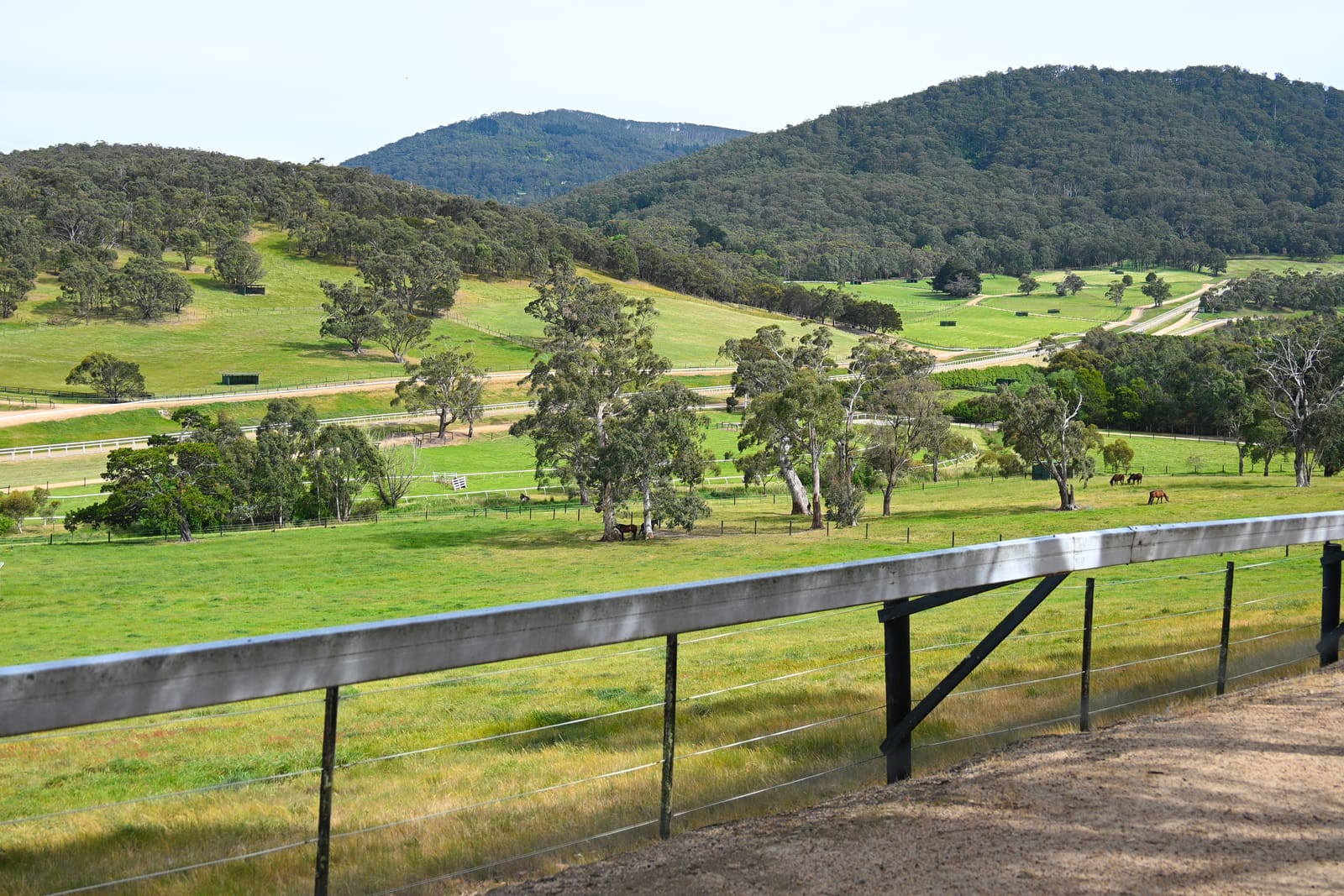 Strangles case confirmed at Macedon Lodge, horses in lockdown