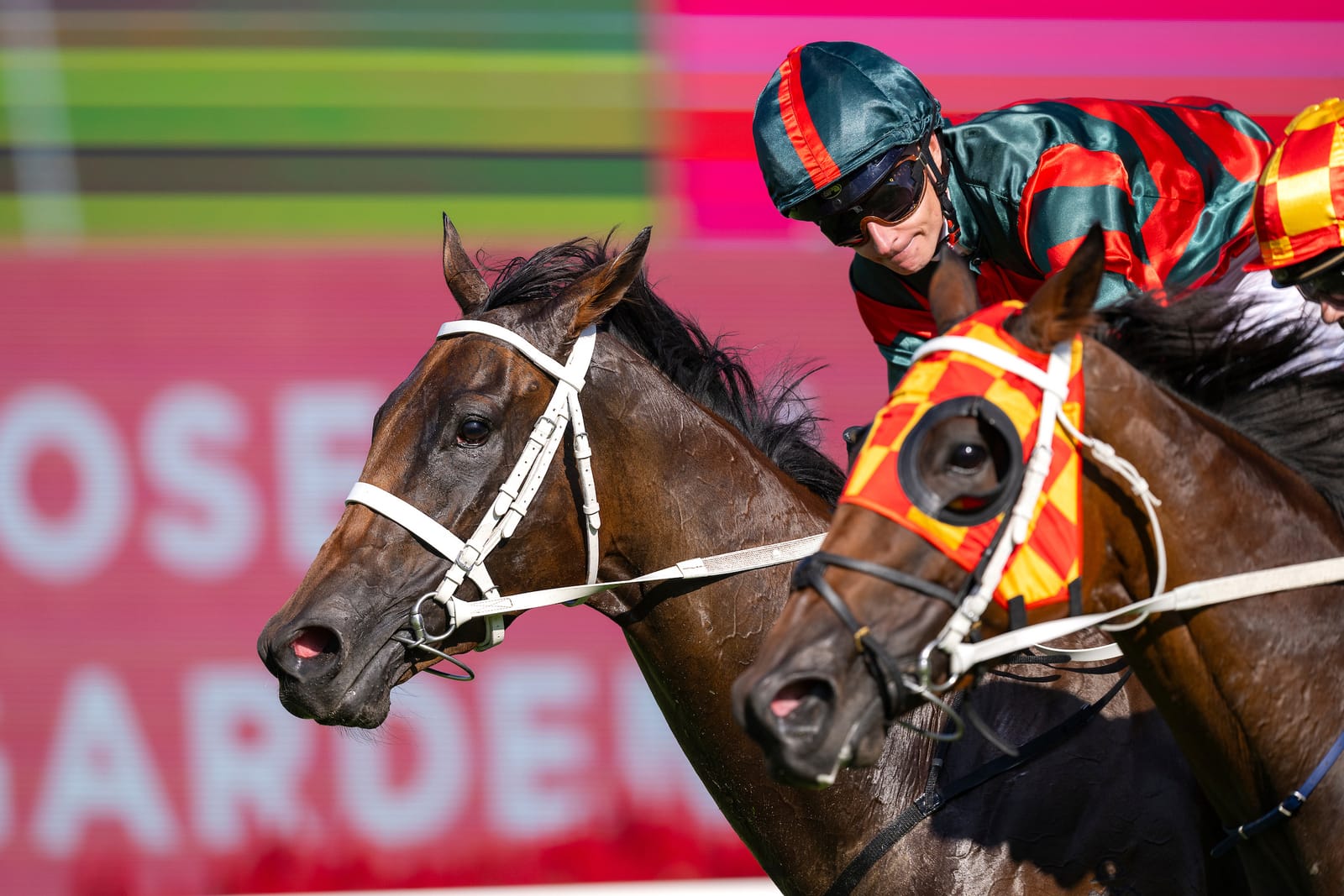 Fairway secures Lady Shenandoah for The Everest