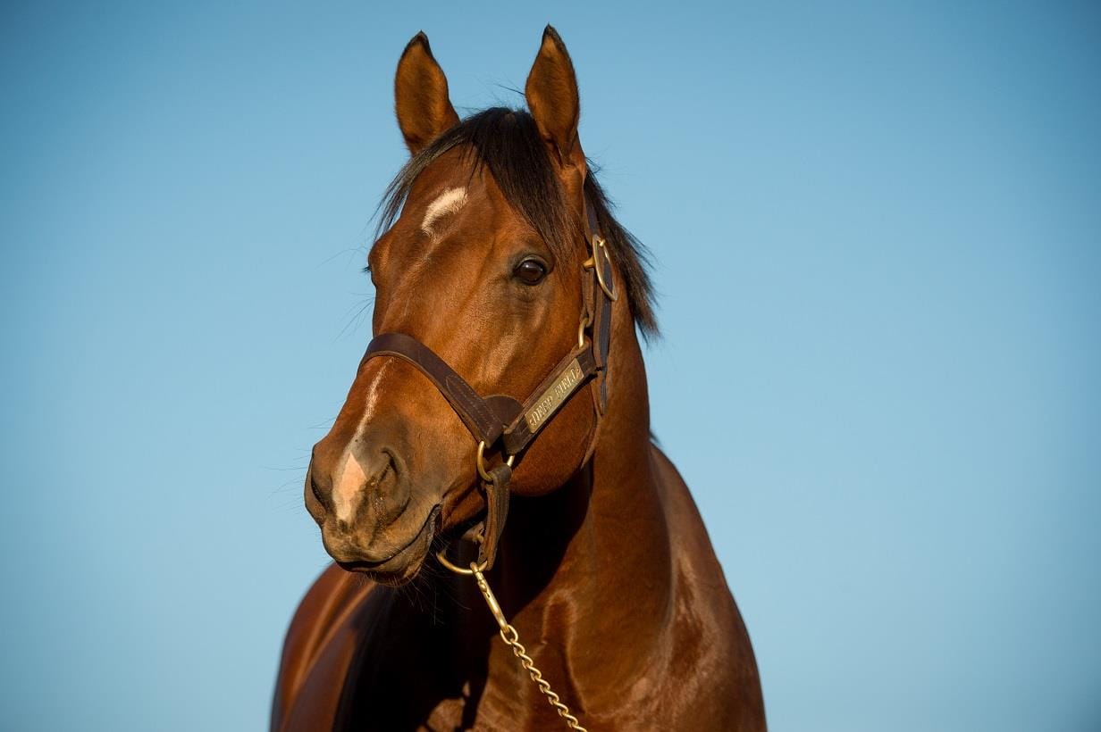 Deep Field dispute - insurer yet to pay out on prematurely pensioned stallion