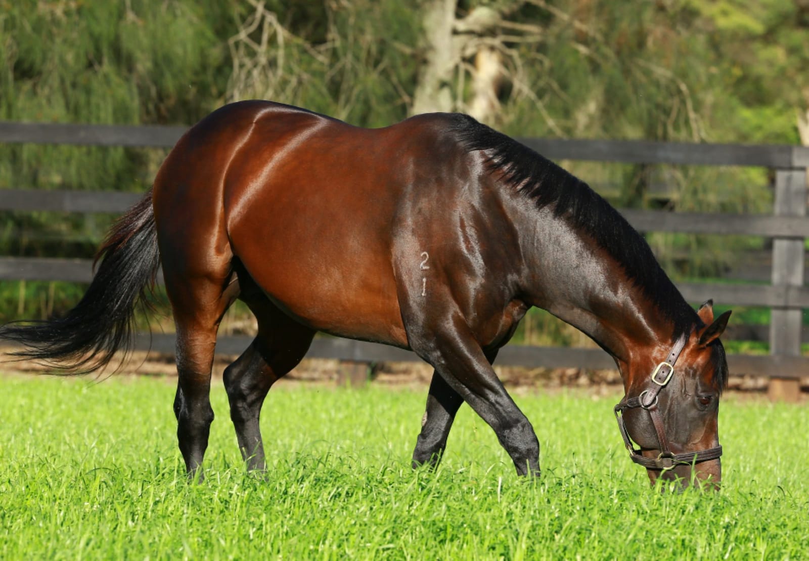 Farewell to Fastnet Rock – Champion Coolmore sire dies aged 24