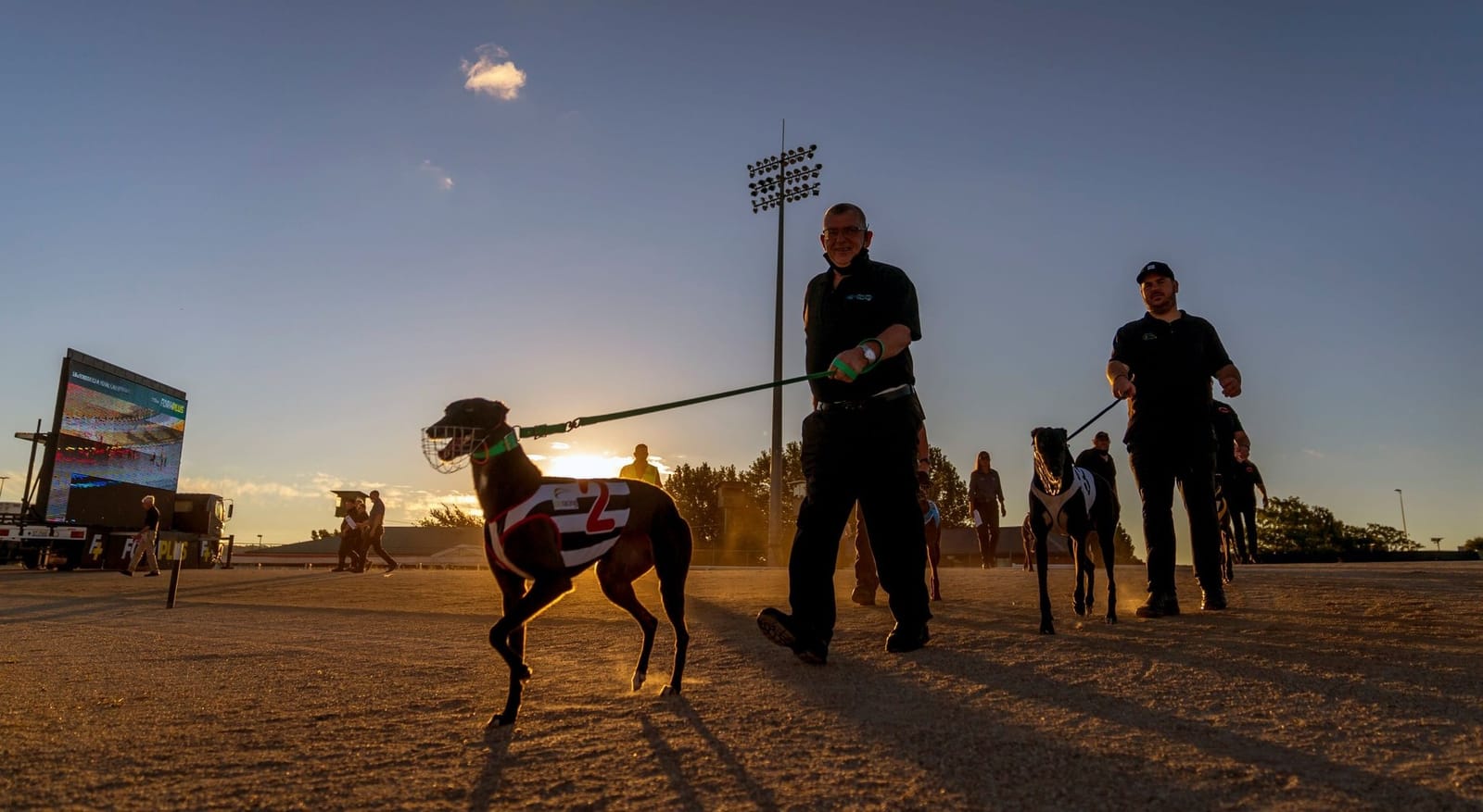 Follow the money: Why greyhound advocates want Kiwi and Tassie punters banned from betting on the dogs