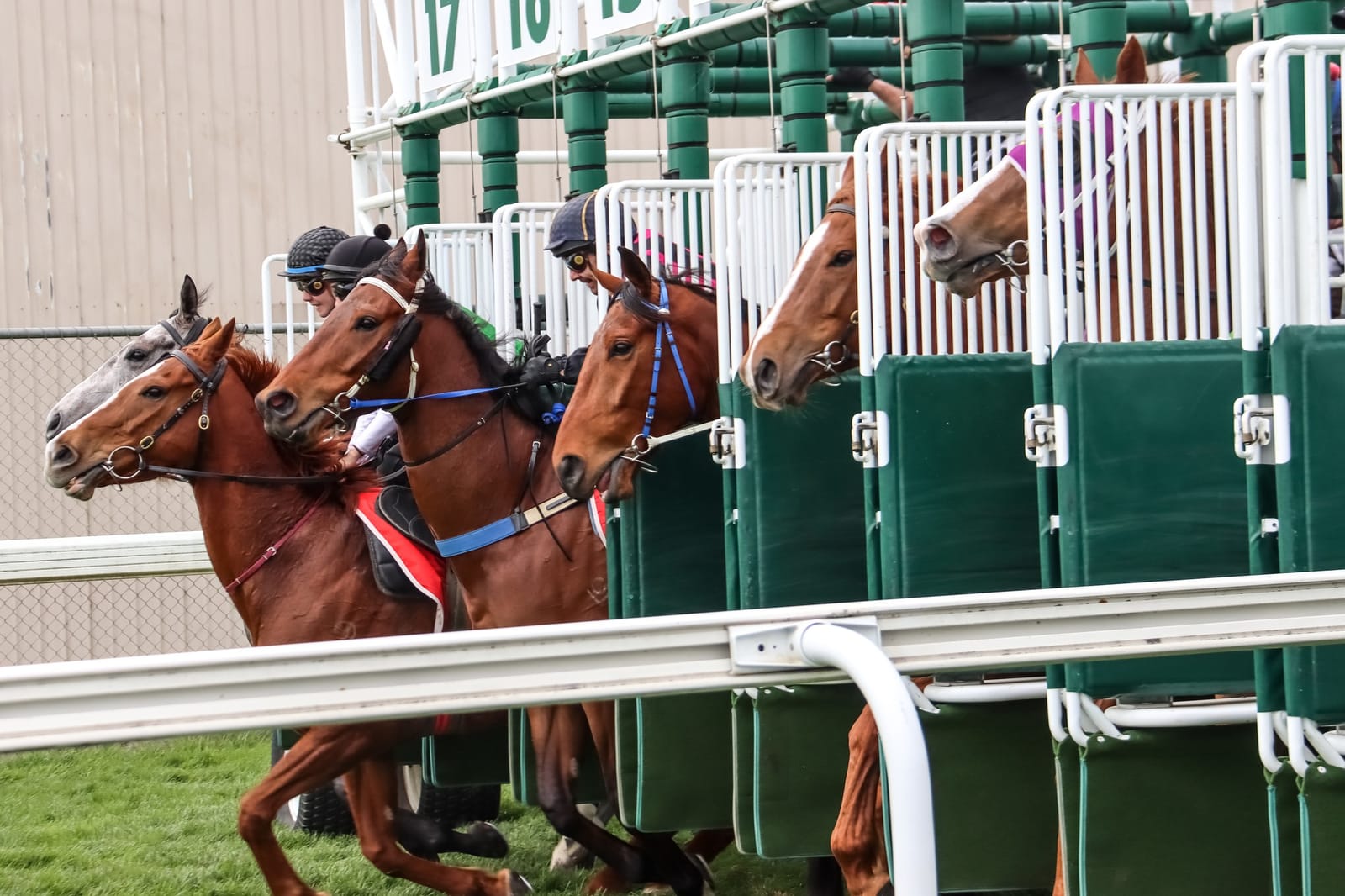 Sticking with Sky - Tasracing extends its broadcast deal