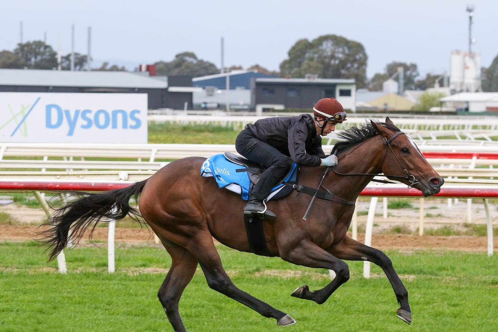 Ready to race and ready to sell: Rachini could create breeze-up history