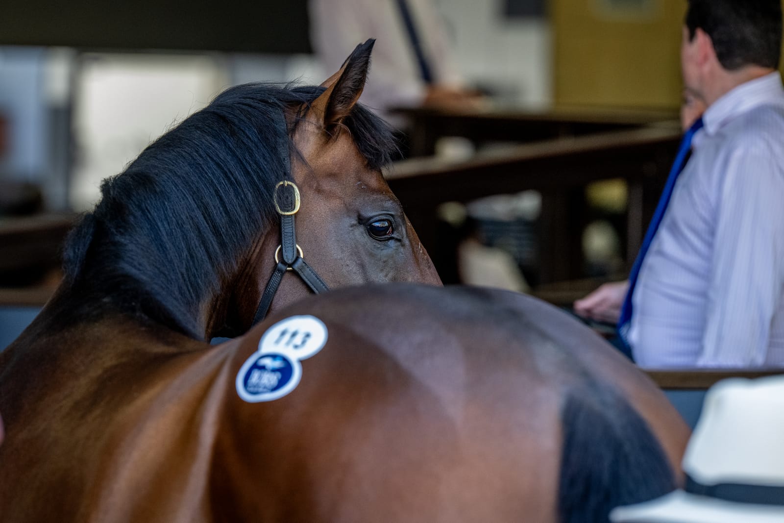 Market lull won't dull Magic Millions' appetite for two-year-old sale