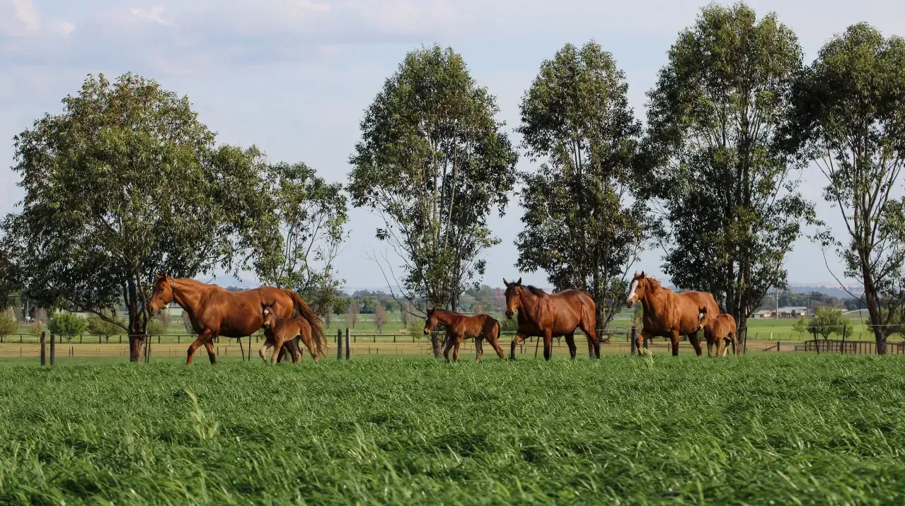 Ridgmont’s strategic shift - Cunninghams to sell farm but maintain racing and breeding investment