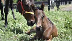 HK hero Golden Sixty’s half-sister coming to a yearling sale near you