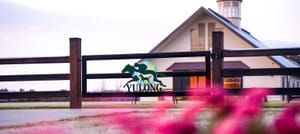 Yulong targets ‘significant’ broodmare band reduction in 2024