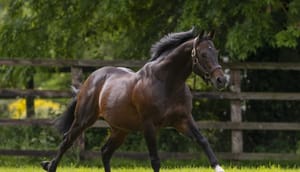 Run The Numbers - The original Invincible