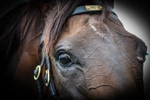 Another filly made to fit the Golden Slipper for Emirates Park