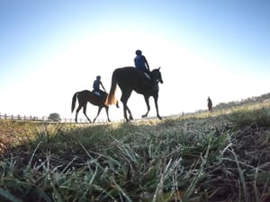 McColgan joins Racing SA as vet merry-go-round rolls on