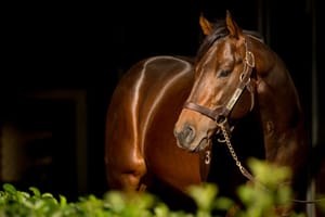 Asfoora heroics a boost for Blue Gum Farm’s Flying Artie