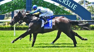 Straight Shorts - Wednesday March 19 - Waikato's Aussie replacement for retired star, doctors clear Purton, Darley stallion's Hot streak continues