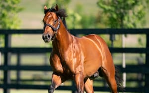 Fee rise for Kia Ora's Farnan