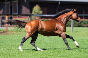 Straight Shorts - Tuesday April 15 - The Autumn Sun returns to Arrowfield roster, Per Incanto fee rise, Yulong retires Deny Knowledge and Microphone sold to Brazil