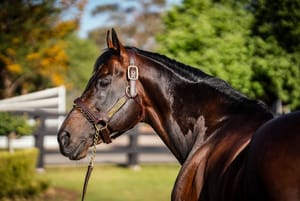 'We want to hand-pick our mares’ - Yarraman makes shock cut to I Am Invincible’s service fee