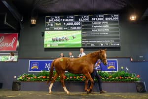 Straight Shorts - Wednesday May 28 - Lazzago sells for $1.4m, Cressfield active at Gold Coast, NZ punters embrace racing and sport, new winner for Dirty Work