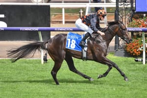 Highs and lows - how an SA breeder kept the faith in Benedetta